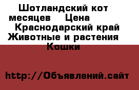 Шотландский кот 6 месяцев  › Цена ­ 4 000 - Краснодарский край Животные и растения » Кошки   